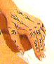 tatouage au henné
