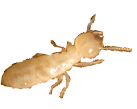 Termite