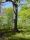 Les arbres